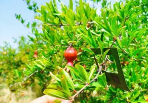 استفاده از عوامل بیولوژیک در باغات انار جلفا