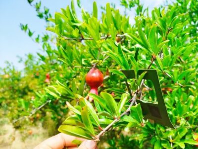 استفاده از عوامل بیولوژیک در باغات انار جلفا