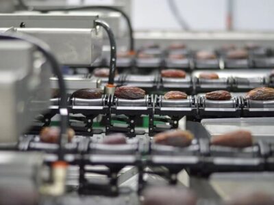 آذربایجان شرقی بدون حتی یک نخل در جایگاه برتر فرآوری و بسته‌بندی خرما در کشور