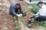 برنامه‌ریزی برای افزایش سرانه فضای سبز جنوب غرب تبریز به بیش از ۹ مترمربع