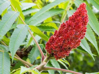 توسعه کشت سماق آذربایجان شرقی با هدف ارزآوری و صادرات در دستور کار است