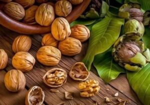 پیش‌بینی برداشت ۲۰ هزار تن گردو در آذربایجان‌شرقی طی سال‌جاری