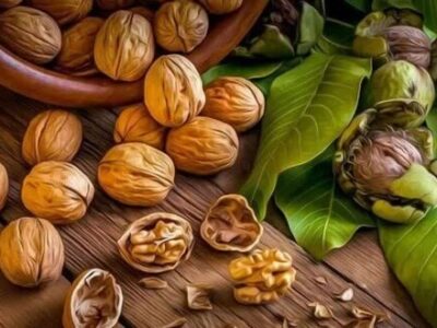 پیش‌بینی برداشت ۲۰ هزار تن گردو در آذربایجان‌شرقی طی سال‌جاری