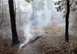 آتش سوزی جنگلهای دیزمار آذربایجان شرقی مهار شد/ ۱۰۰ هکتار عرصه جنگلی خسارت دید