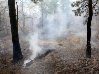 آتش سوزی جنگلهای دیزمار آذربایجان شرقی مهار شد/ ۱۰۰ هکتار عرصه جنگلی خسارت دید