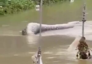 در اوج سیل هات‌یای تایلند، مار عظیمی میان آب‌های خروشان ظاهر شد و شهر را در بهت فرو برد.