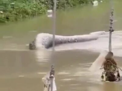 در اوج سیل هات‌یای تایلند، مار عظیمی میان آب‌های خروشان ظاهر شد و شهر را در بهت فرو برد.