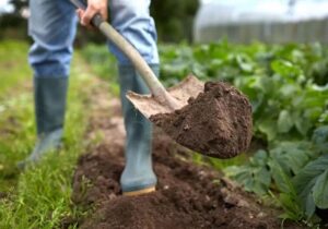 کاهش هزینه تولید و افزایش بهره‌وری؛ راهبردهای اقتصادی وزارت جهادکشاورزی برای نجات خاک است