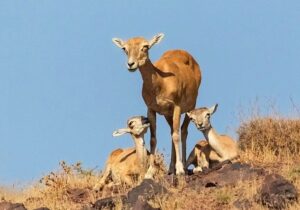 سرشماری حیات وحش به ارسباران رسید