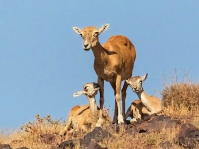سرشماری حیات وحش به ارسباران رسید
