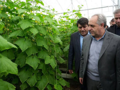 تأکید استاندار آذربایجان شرقی بر رفع موانع انرژی و نهاده‌های تولید در واحدهای گلخانه‌ای