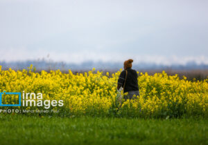 کشت پاییزه کلزا در سه هزار هکتار از اراضی کشاورزی آذربایجان‌شرقی