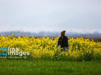 کشت پاییزه کلزا در سه هزار هکتار از اراضی کشاورزی آذربایجان‌شرقی