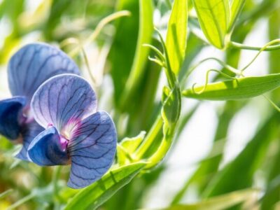 معرفی ۶ رقم جدید «خُلَّر»، برای افزایش و پایداری تولید علوفه در دیم‌زارها