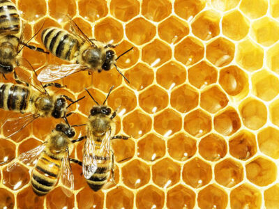 تغذیه علمی زنبورعسل در تغییر اقلیم، با اولویت سلامت کلنی و کنترل کنه واروآ