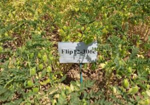 معرفی ۲ رقم جدید نخود توسط محققان ایرانی