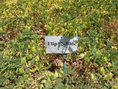 معرفی ۲ رقم جدید نخود توسط محققان ایرانی