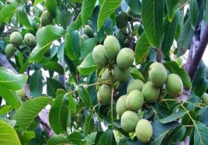 اصول علمی هرس گردو برای افزایش عملکرد/ تأکید بر انجام این عملیات در اواخر زمستان