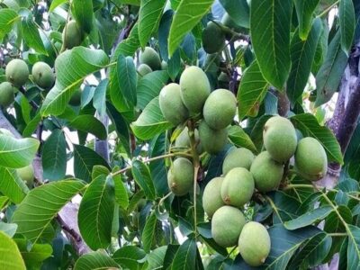 اصول علمی هرس گردو برای افزایش عملکرد/ تأکید بر انجام این عملیات در اواخر زمستان