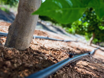 توسعه باغ‌های پسته آذربایجان‌شرقی نیازمند مدیریت اصولی منابع آب است