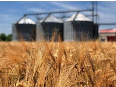 خرید بیش از ۳۶ هزار تن گندم از کشاورزان آذربایجان شرقی